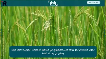 تحول مستدام نحو زراعة الأرز العضوي في مناطق الأقليات العرقية: إليك كيف يمكن أن يحدث ذلك!